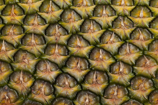 菠蘿