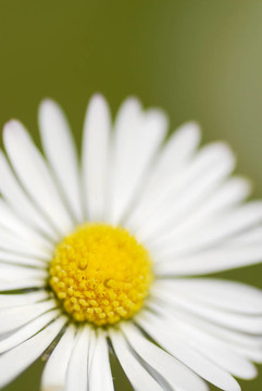 Daisy In Situ宏觀照片