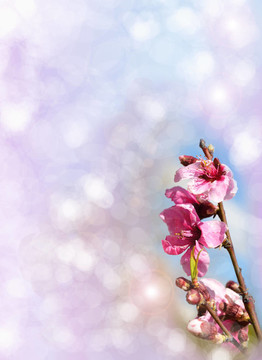 背景的花