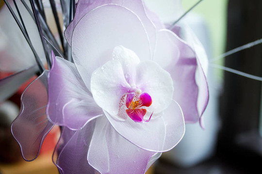 蘭花