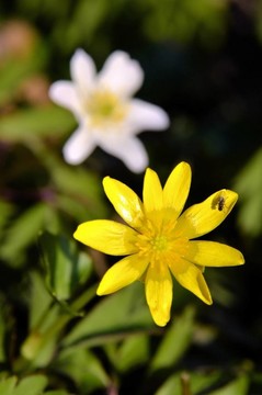 白屈菜花