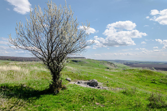 春天的风景树