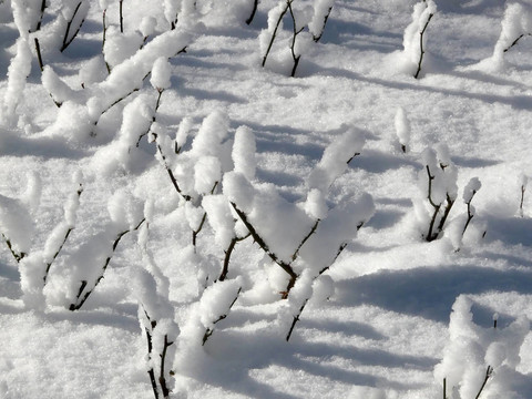 白雪覆蓋的玫瑰園