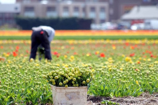 工人收集郁金香花