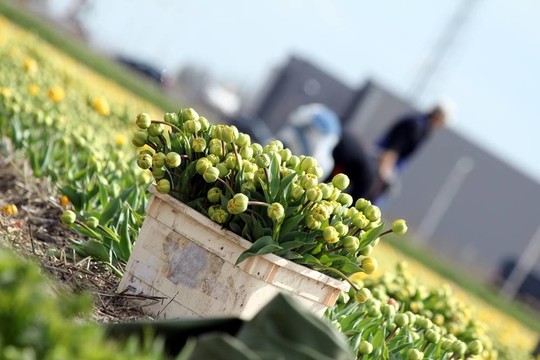 工人收集郁金香花