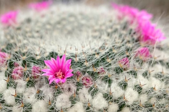 粉紅色的仙人掌花