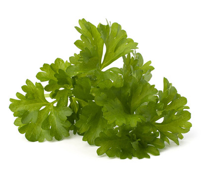 歐芹