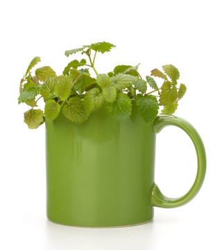 草藥薄荷茶