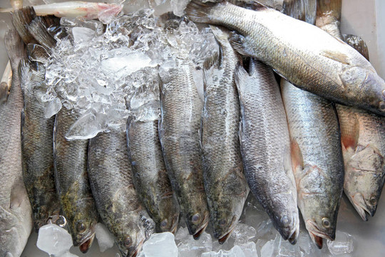 原海鱸魚