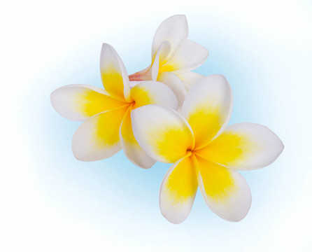 雞蛋花溫泉花