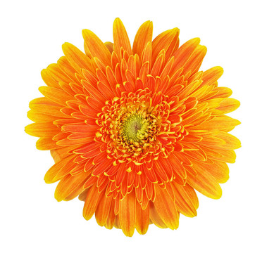 太陽花