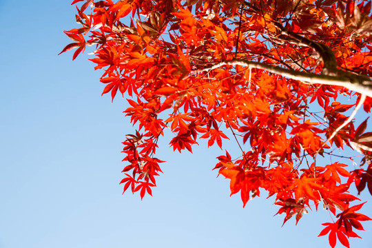 紅色的葉子