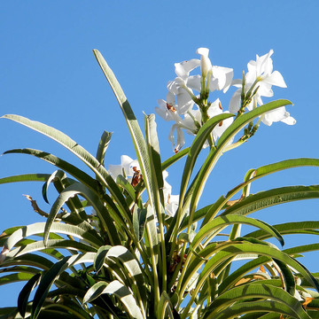 Ein Gedi White夾竹桃2010
