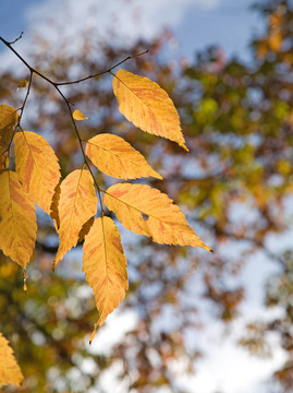 Zelkova serrata（要）秋天的葉子