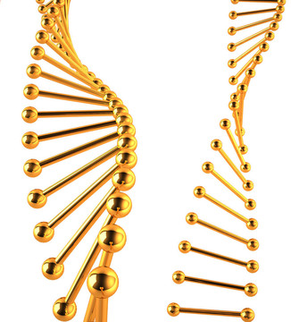 金色的DNA