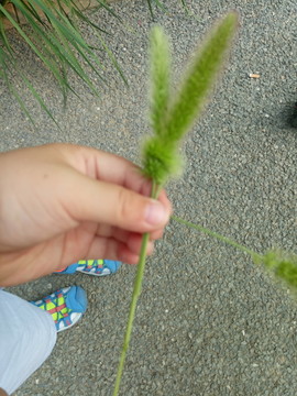 草編小兔子