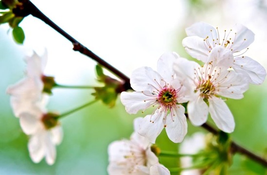 花園里的春天