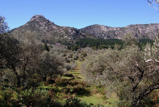 橄欖樹林；Refugio de juanar。