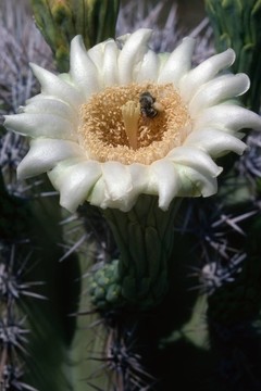 仙人掌開(kāi)花