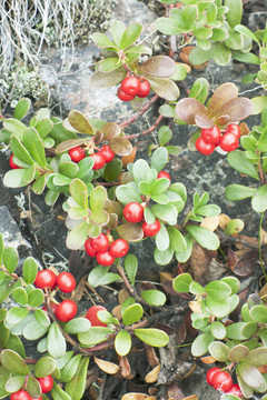 Bearberry（Arctostaphulos uvaursi）