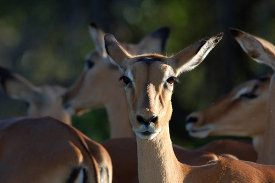 帕拉：Aepyceros Melampus