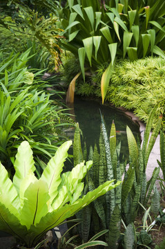 熱帶花園