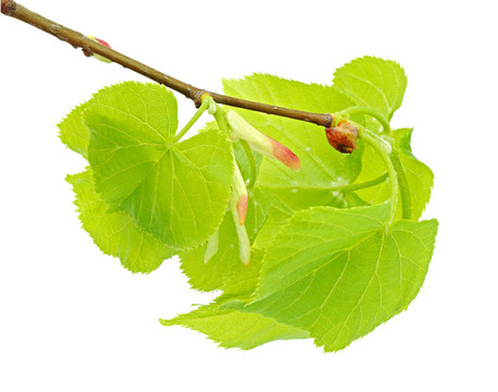 Linden分公司的傳單和芽
