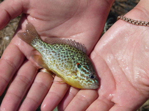 手中的魚(yú)