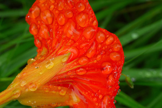 水滴花