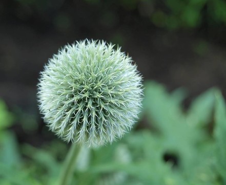 對稱圓花