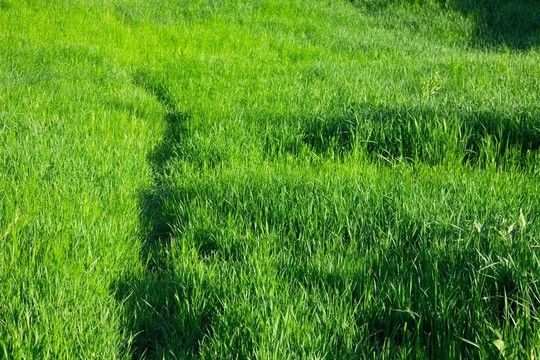 草
