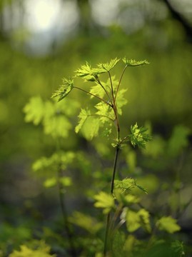 植物