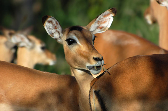 帕拉：Aepyceros Melampus