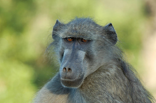 Baboon（狒狒烏爾西努）