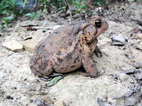 Ribbit的青蛙