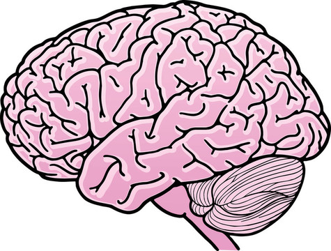 人類的大腦