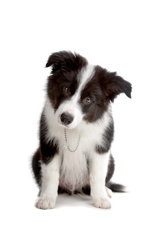 邊境牧羊犬幼犬