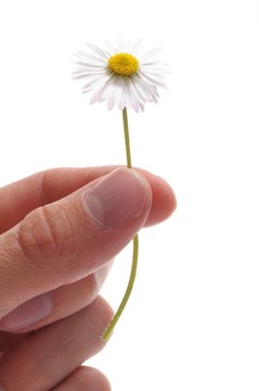 雛菊花