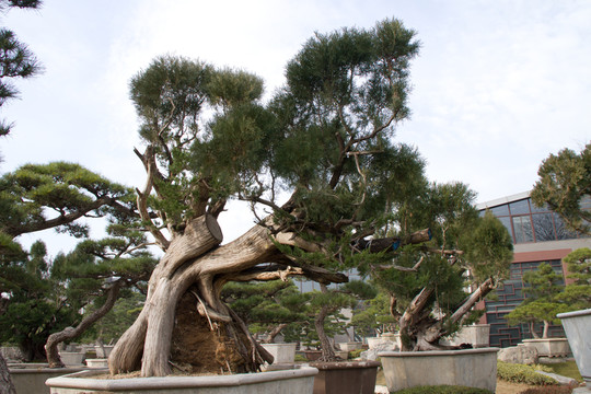 柏樹(shù) 大型盆景