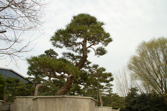 柏樹 側(cè)柏 大型盆景