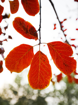 紅色葉子