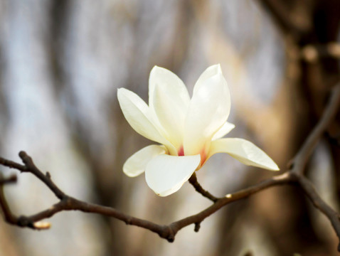 白花
