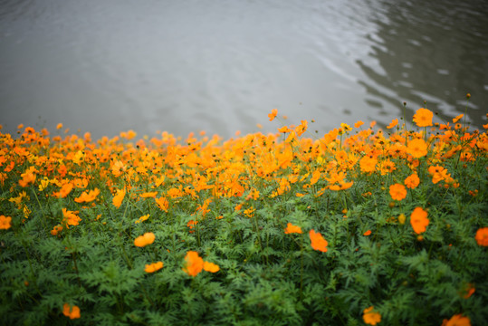 小菊花