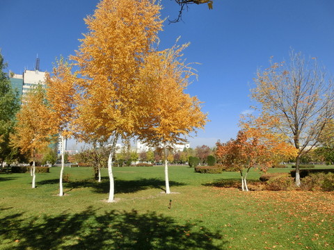公園即景