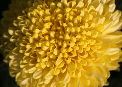 黃菊花