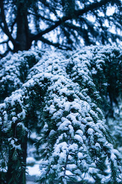 松樹 積雪