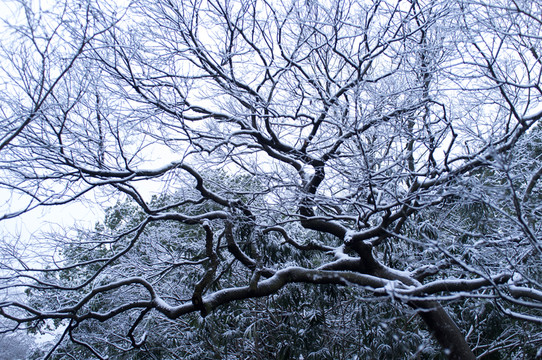 樹枝 雪景