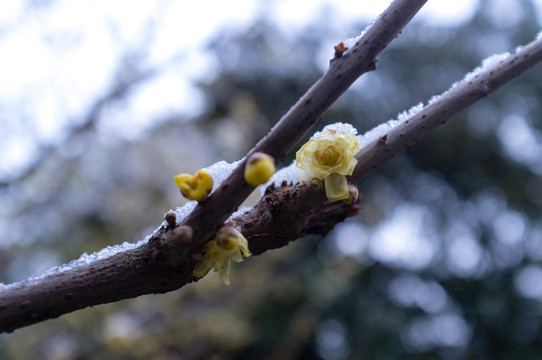臘梅花枝