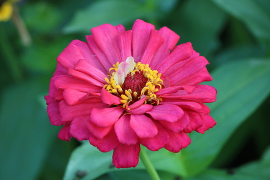 百日草 百日菊 紅花