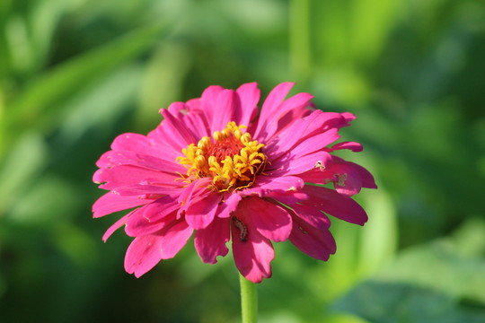 百日草 百日菊